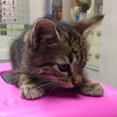 Gatinho Tigre
