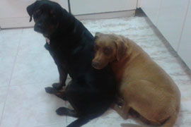 Kyra e Pipo