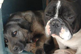 Nicky e Thor