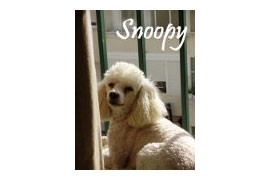 Snoopy
