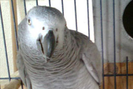 Ruca