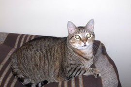 Tomé