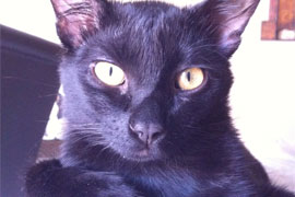 Ziggy
