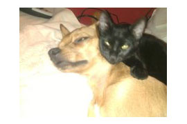 Kiko e Tobias